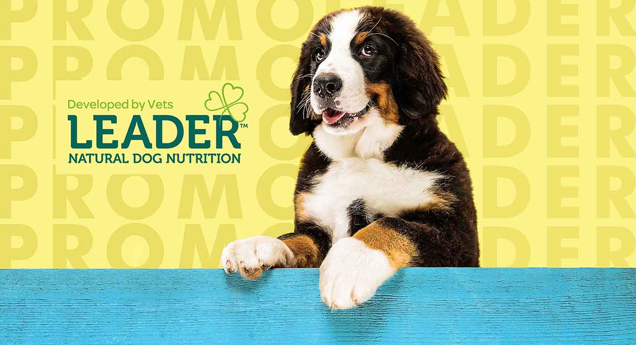 Save on Leader This August!
