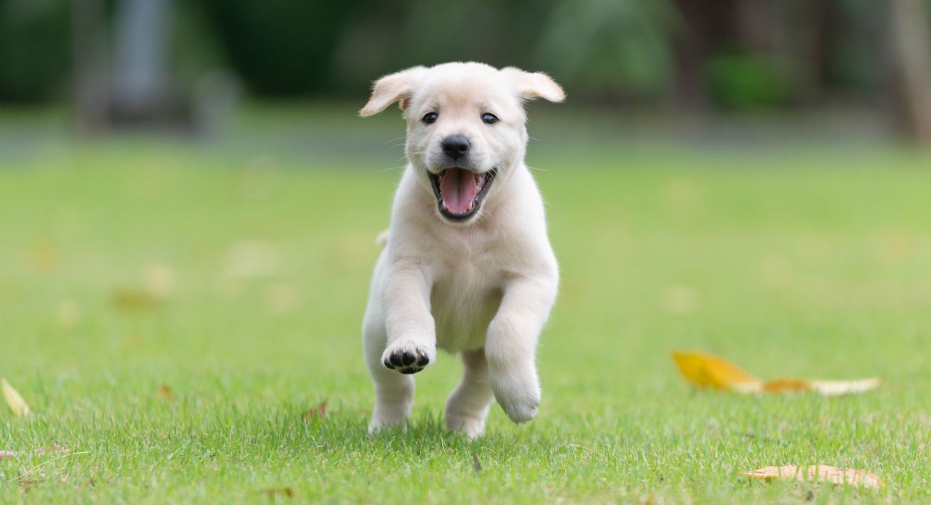 How Much Exercise Does a Puppy Need?