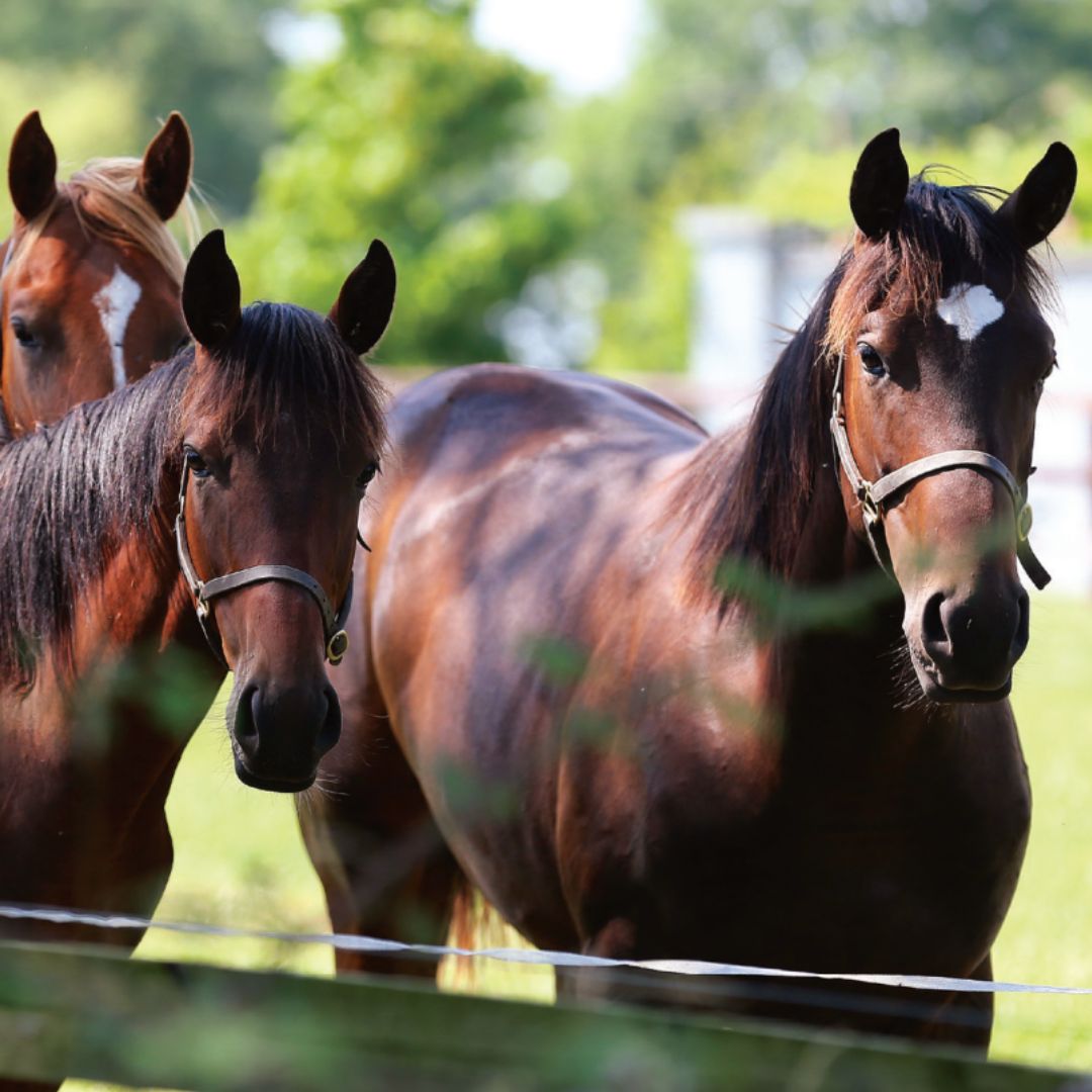Foran Equine Osteo-Glycan