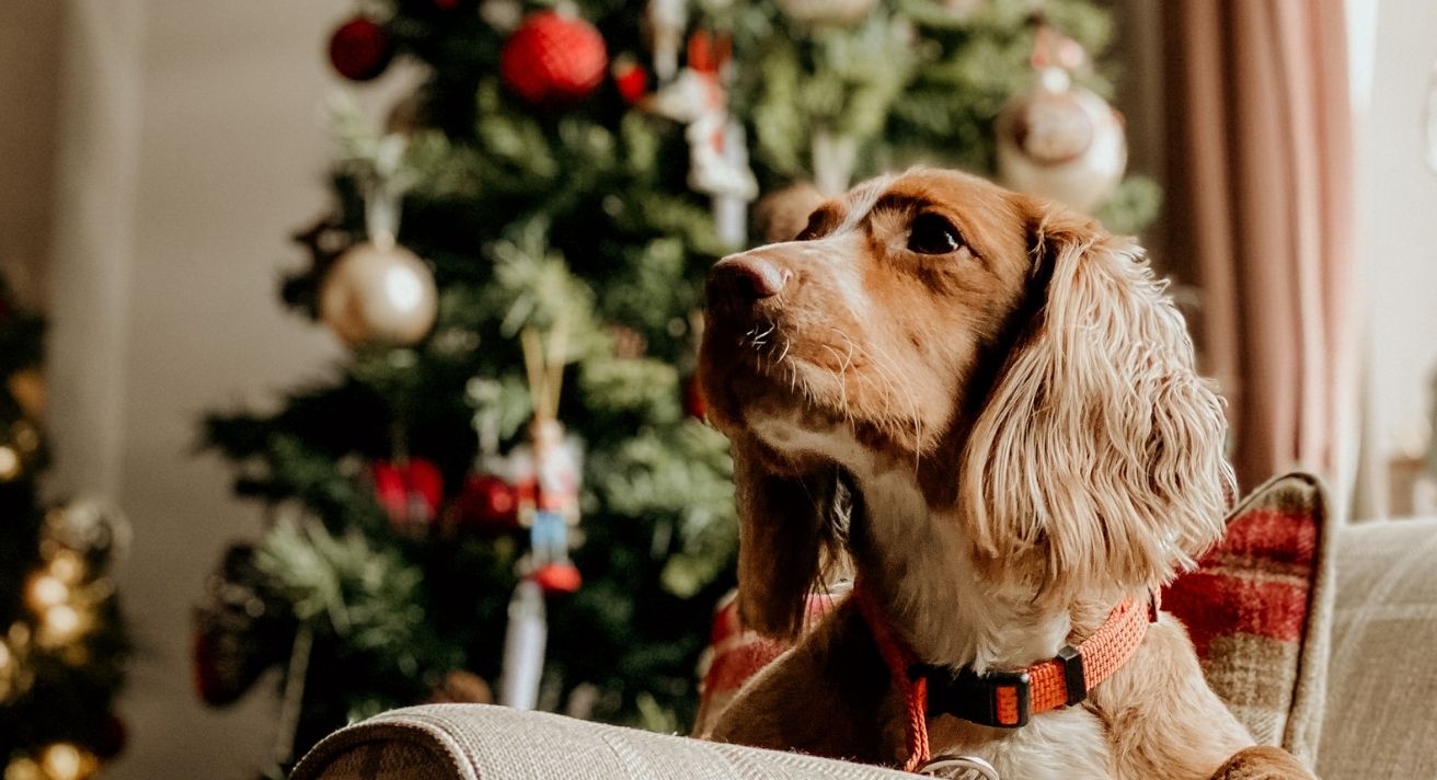 A Dog’s Christmas List - Best Treats & Toys for the Best Girls & Boys