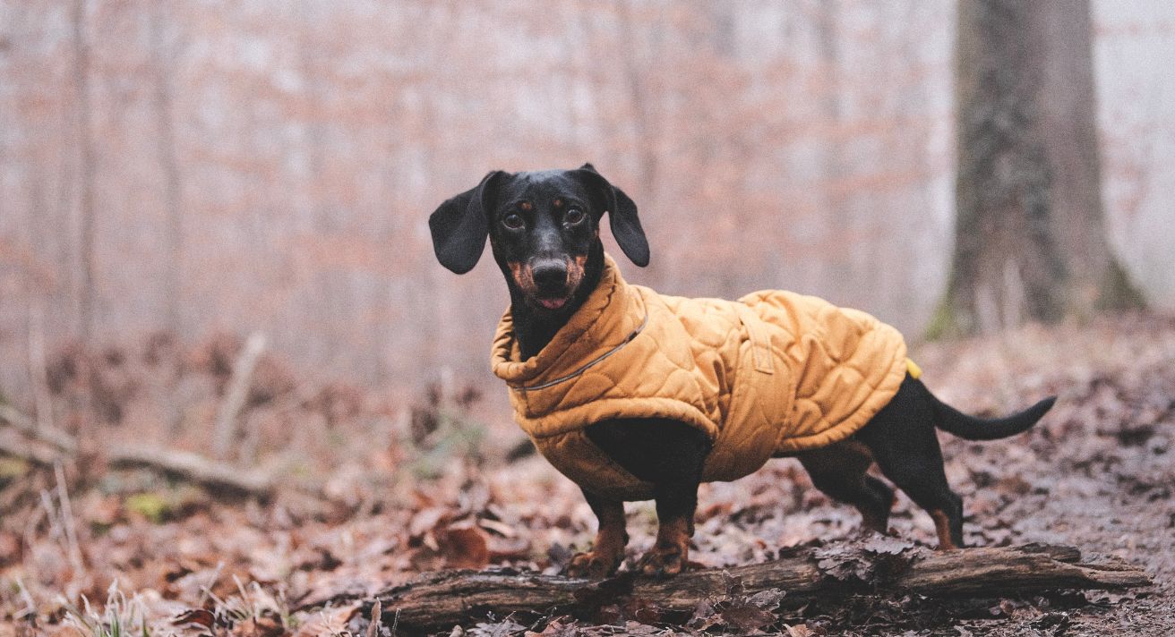 Essential Winter Dog Walking Gear