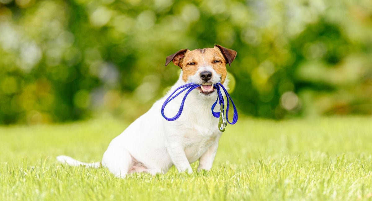 Harness or Collar and Lead Which Is Best for Walking Your Dog
