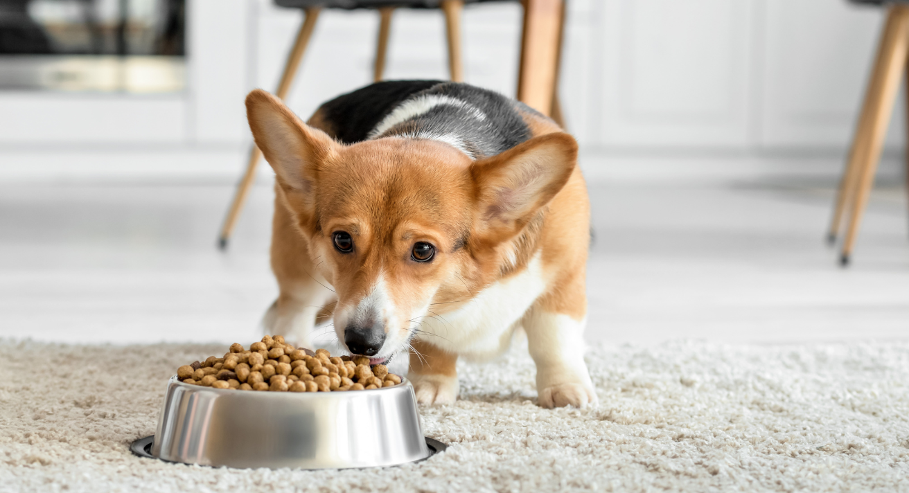 Geedinga a dog with sensitive stomach