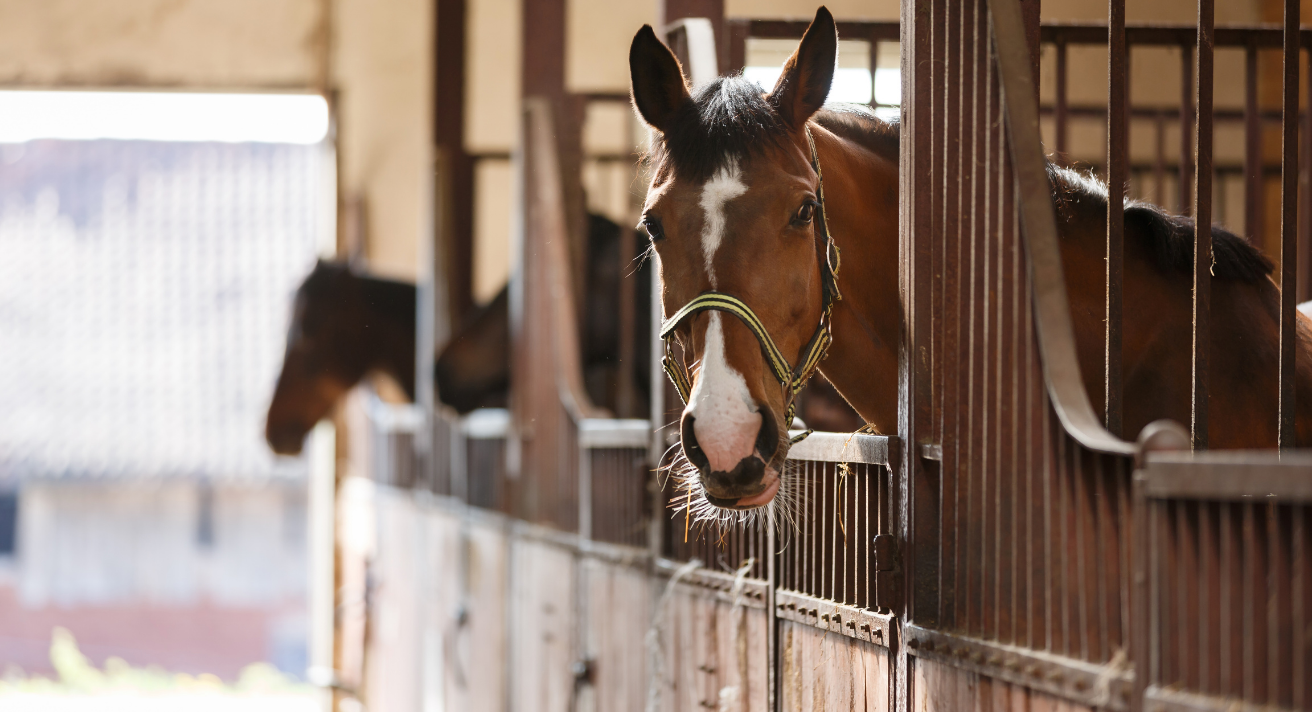 Guidelines for feeding a horse with Gastric Ulcers