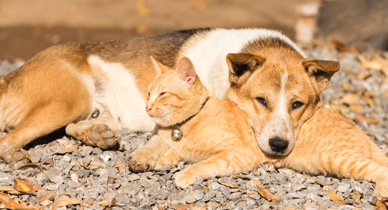 Keeping Cats and Dogs Hydrated: Essential Tips for Pet Health