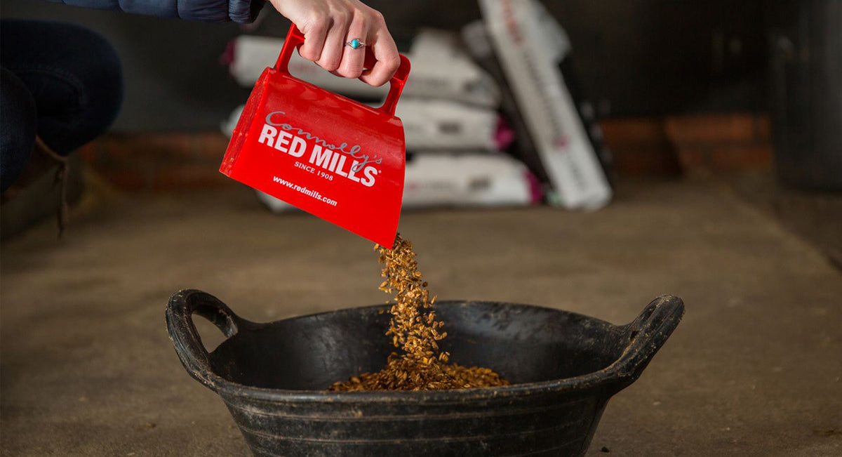 What should I feed my horse for weight gain?