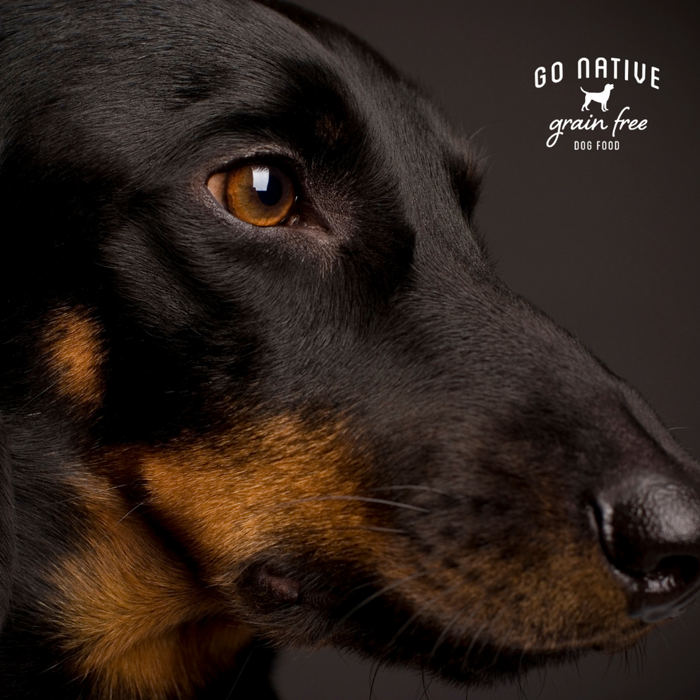 Go Native Small Kibble Dog Food