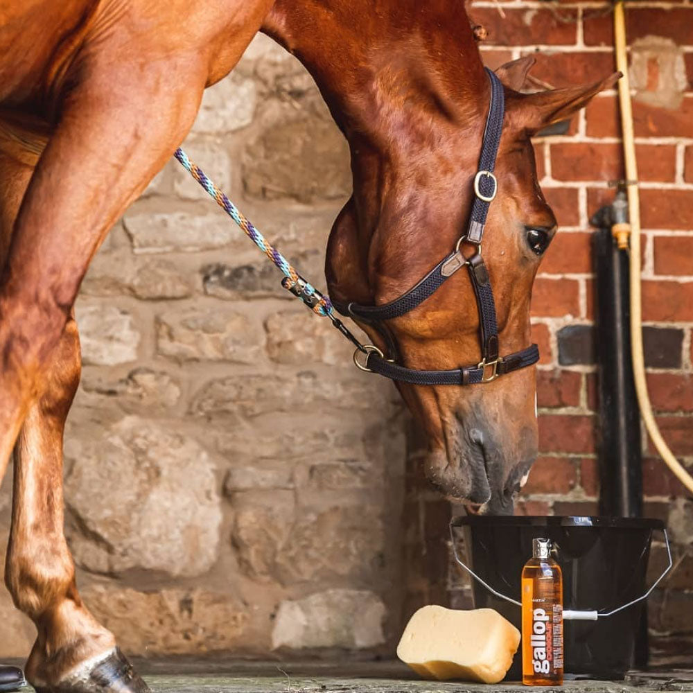 Carr & Day & Martin Gallop Colour Enhancing Shampoo for Chestnut & Palomino Horses