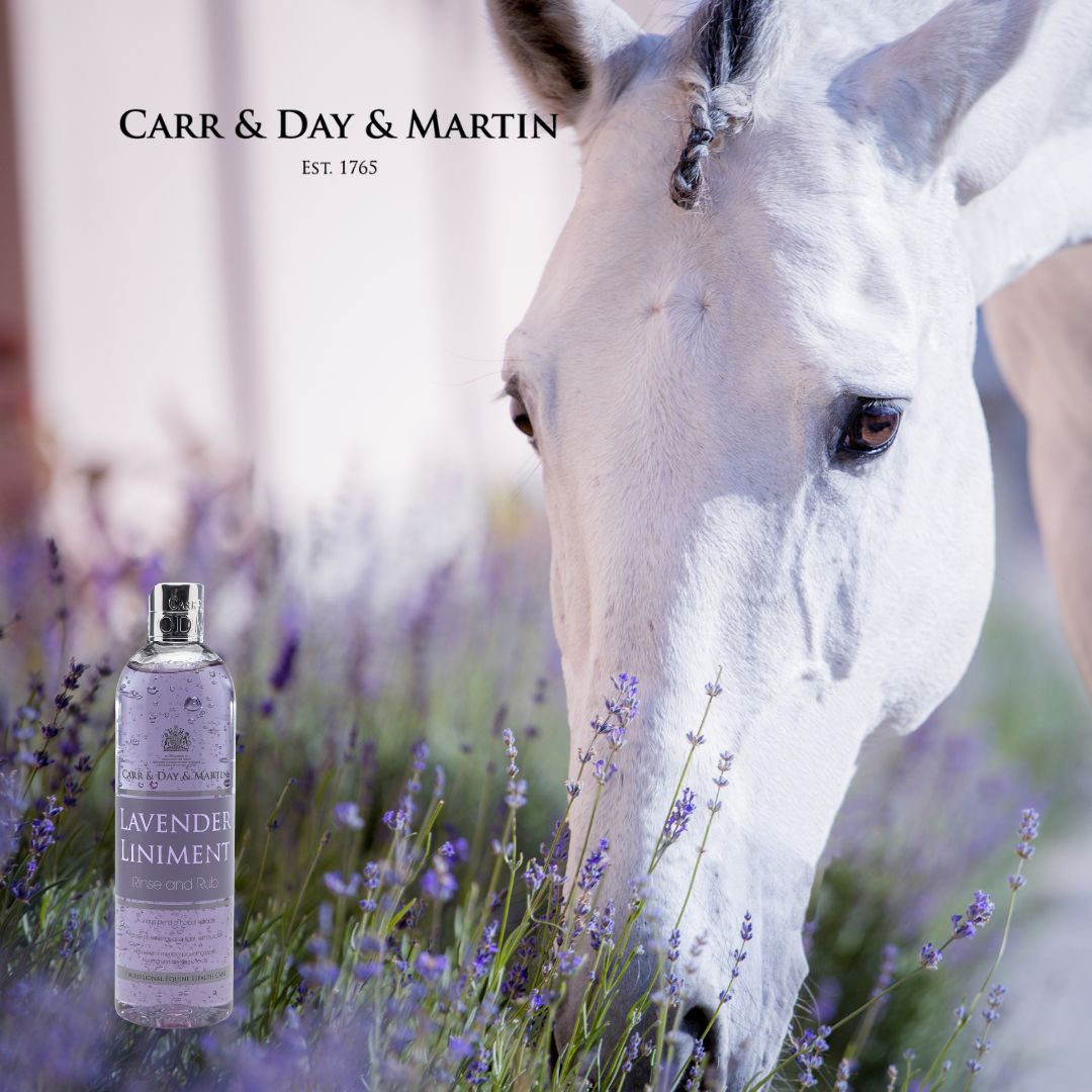 Carr & Day & Martin Lavender Liniment